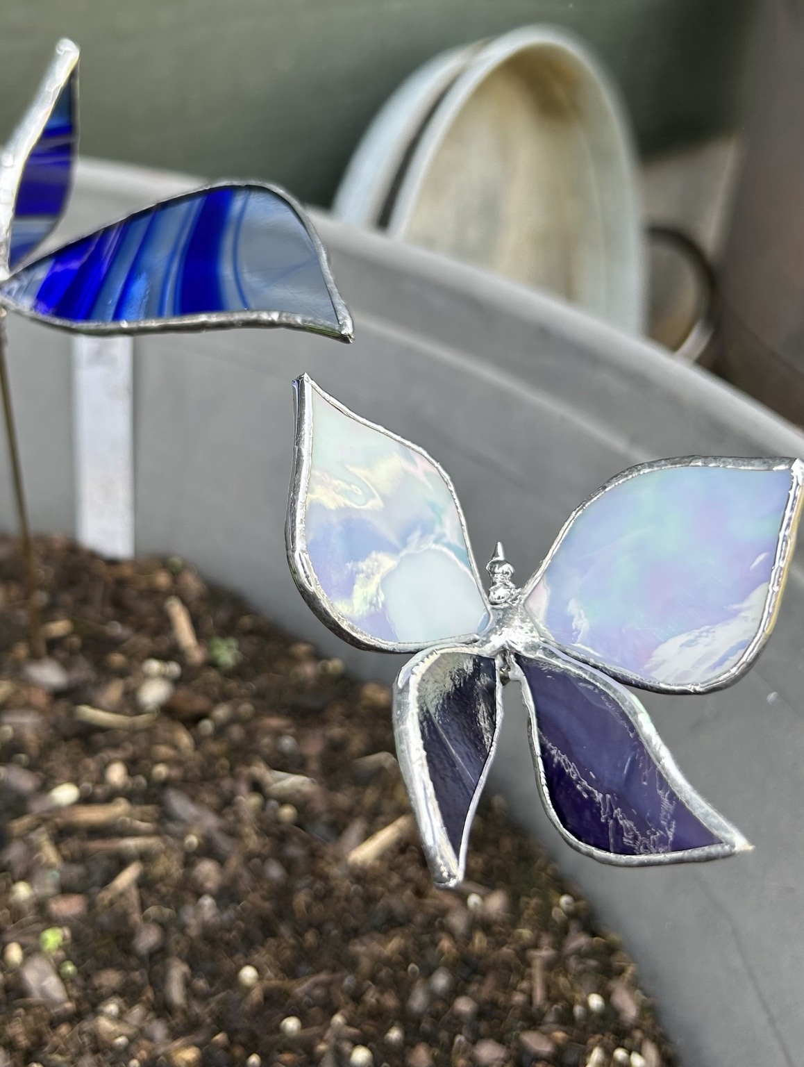 Pale shimmering wings with deep purple accents.